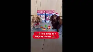 Funny Dachshund Christmas 2025 Reels Compilation - Peanut & Butter’s Holiday Highlights