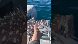 Rankin Cod! The cow of the ocean! #fishing #fish #cavy #calsfishin #fyp #cod #outdoors