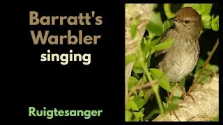 Barratt's Warbler singing