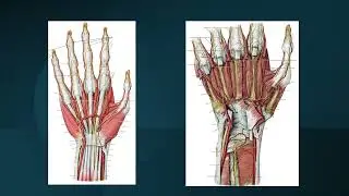 Pr&aacute;ctica 12  V&iacute;deo 6  Sistema sensitivo som&aacute;tico cut&aacute;neo