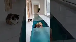 Dog vs Glass Floor Aquarium&mdash;Who Wins? 😂 #shorts #illusion #dog #funny #pets #cat