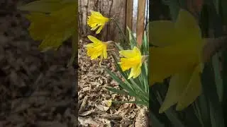 Spring is on its way! #spring #flowers #garden #gardening
