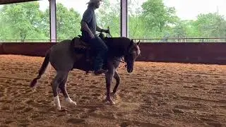 4 year old stallion by Metallic Cat