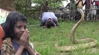 पूजा घर में छुपा था बेहद खतरनाक और आक्रामक कोबरा साँप – देखो आगे क्या हुआ Spectacled Cobra Rescue