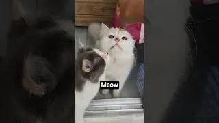 Hungry Cat🥰&hearts;️ #foryou #catbehavior #cat #funnycat