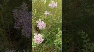 сентябринка в степи