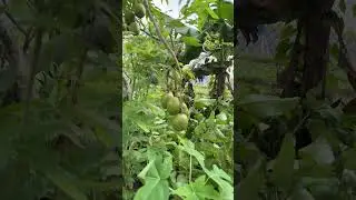 June plum everywhere #southflorida #fruit