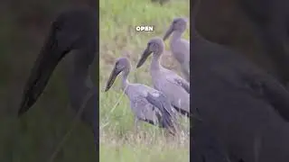 [SINGAPORE] Asian Openbill Storks