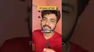 Animal Kingdom Important Questions🔥| NEET 2024 Biology Practice Questions | Last week