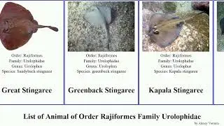 List of Animal of Order Rajiformes Family Urolophidae stingaree armatus Urolophus Wide Bebil Staf