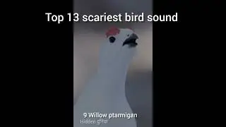 Top 13 scariest bird sound 