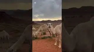 رديه بين الشاعر/ علي بن شحاذه الضوي العنزي والشاعر / مانع حسن الخريصي الشمري
