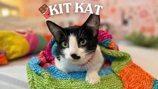 Кит Кэт &mdash; болтливая кошка!