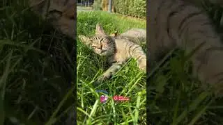 Beautiful Tabby Cat Enjoying a Sunny Park Day 🐱☀️#cat #cutecat #cute #cutecats #straycatlove #kitten