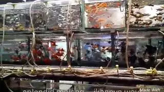 Malang kipa...splendid malang