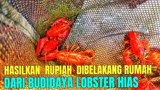 Awalnya Budidaya Lobster Hias Di Dalam Kamar, Kini Punya Ratusan Kolam Di Belakang Rumah