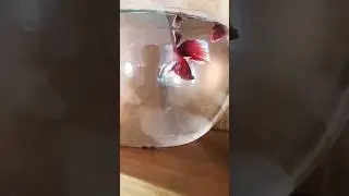 Betta breading in bowl #bettafish #beta #bettababy #fish #aquarium #aquariumfish #goldfish #fishtank