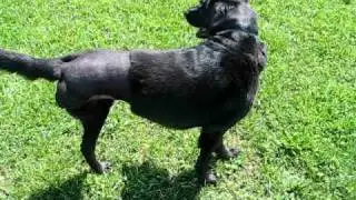 Emma the three-legged dog