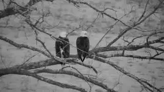 Decorah Eagles North 7 30AM copulating and vocal 01 14 2019