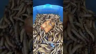 Worm Timelapse Donut Vietnamse 18 Hours