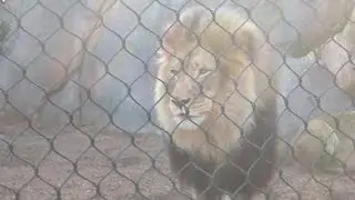 African Lion at San Diego Zoo