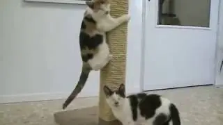 [Blind Cat Rescue] Blind Kittens Playing