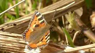 Butterflies at spring time - Comma and Small Tortoiseshell