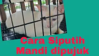 Hari ke 2 quaratin  Siputih terpaksa mandi sinki