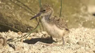 Bahňáci v Zoo Ostrava odchovávají mláďata – pisila americká