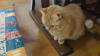 前から欲しかったガチャガチャを手に入れました#マンチカン #cat 