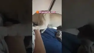 #собака #pug #забавные #животные #собаки #милый  #мопс
