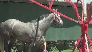 Racehorses evacuate Ruidoso Downs to Albuquerque Downs at Expo New Mexico