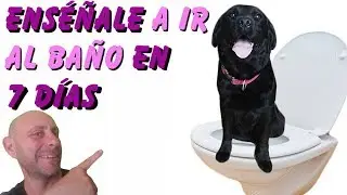 ENSEÑA a tu perro a IR al BAÑO en 7 DÍAS!!!