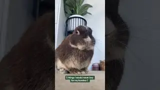 Pause to read! 🌿 | #bunny #petcare #smallpets #pets