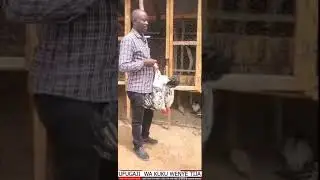 UFUGAJI WA KUKU KIBIASHARA 