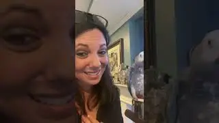 Day 1 of YouTube Vlog of Learning with an African Grey Parrot