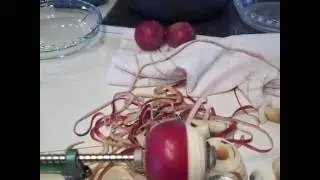 Work smarter, not harder- Drill powered apple peeler *Old upload*