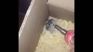 screaming hamster