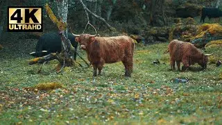 4K Ultra HD Video || A herd of the fluffy highlander cows grazing