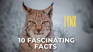10 Fascinating Facts About Lynx