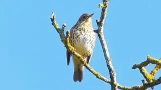What Makes the Song Thrush&rsquo;s Song So Unique? | Nature&rsquo;s Master Vocalist Explained
