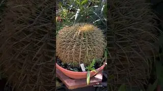 #cactus #expensive #garden #youtubeshorts #plants #florida #jardin #brevardcountyfl #casayjardin