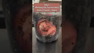 Environmental Science Lab: Tomato Slice