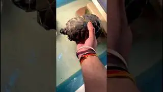 ( 4 years old turtle 🐢) #turtle #short #fish #aquarium