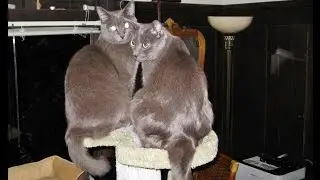 The Cat Days Of Our Lives - Episode 8