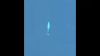 A Blue Whale Seen From Space 🐟 Found On Google Maps #shorts
