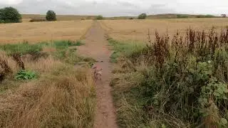 Long dog walk through the stubble [4K]