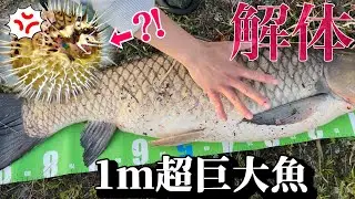 超巨大魚を骨の髄まで観察してたらハリセンボンが…！？