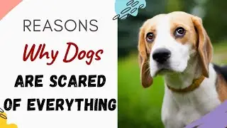 Почему моя собака всего боится? (Объяснение и причины)