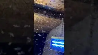 Pyrale du buis